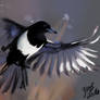 Magpie Sketch