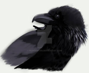 Raven Study