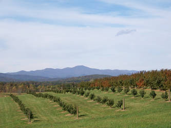 Apple Orchards