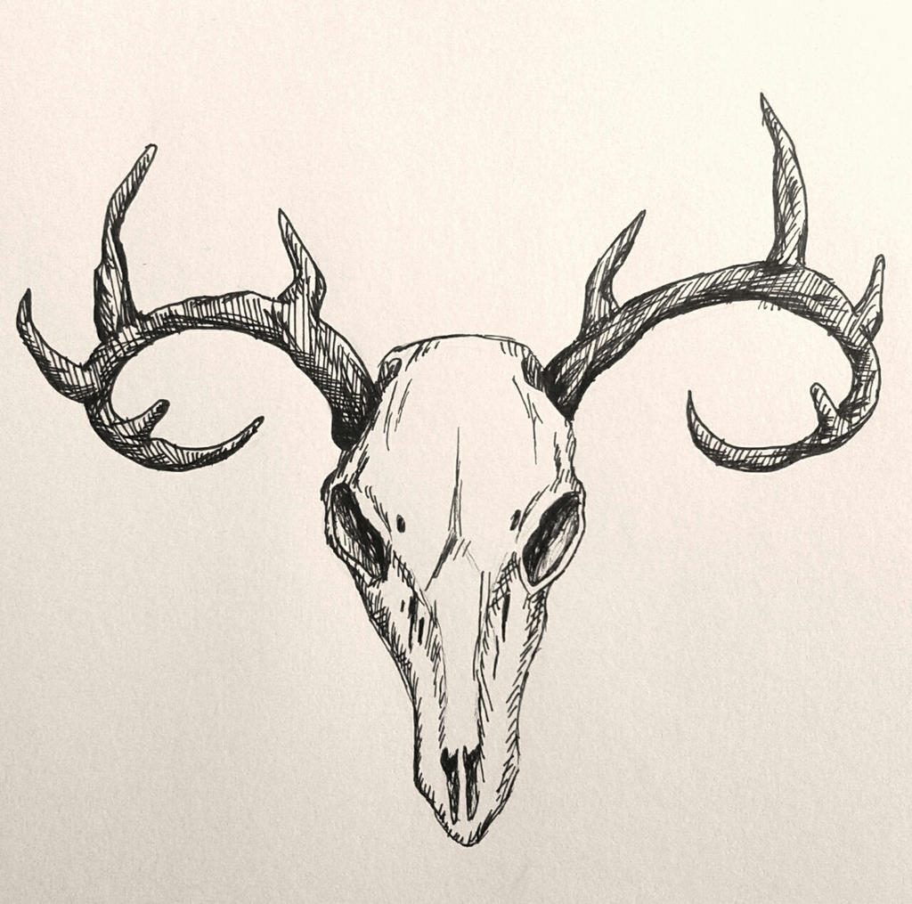 Deer Skull Sketch by ClockworkRaven on DeviantArt
