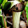 Jack in the pulpit