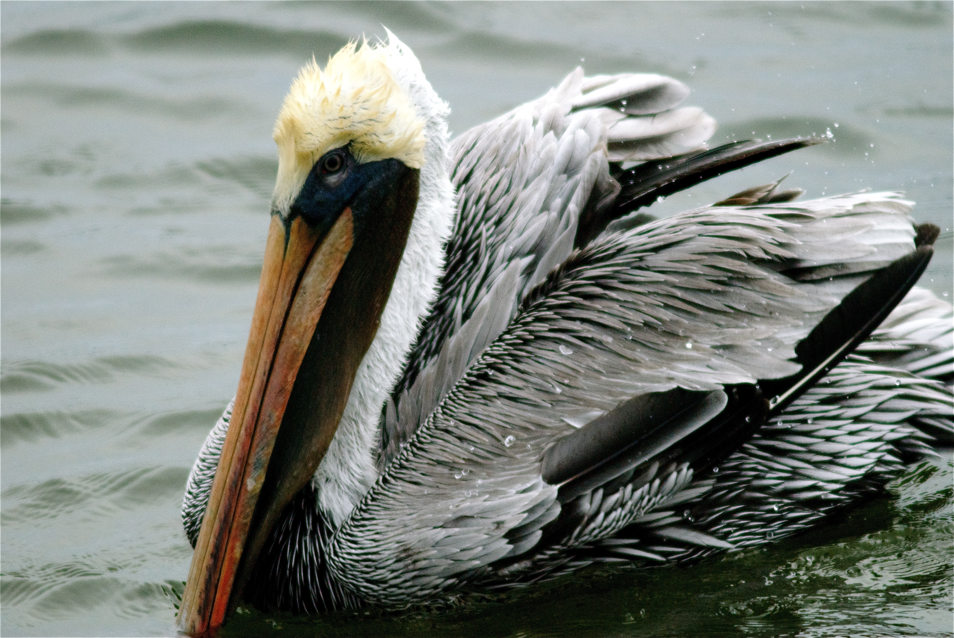 Brown Pelican