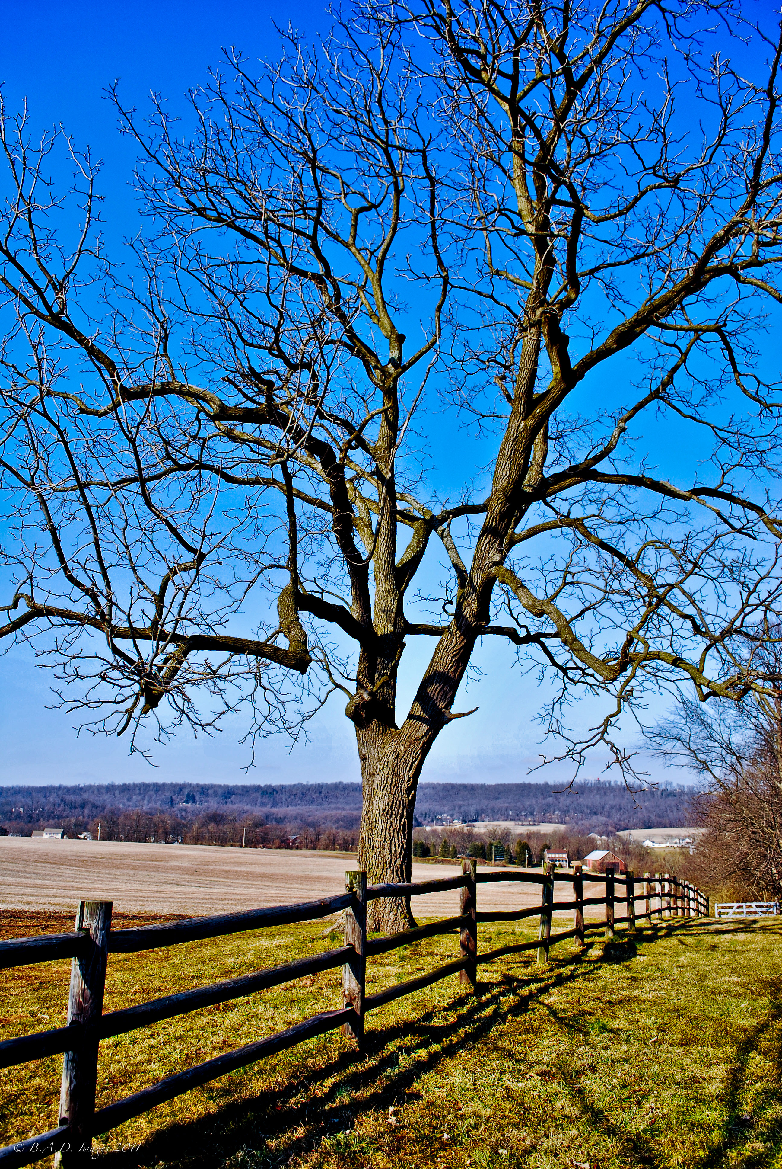 Ash Tree