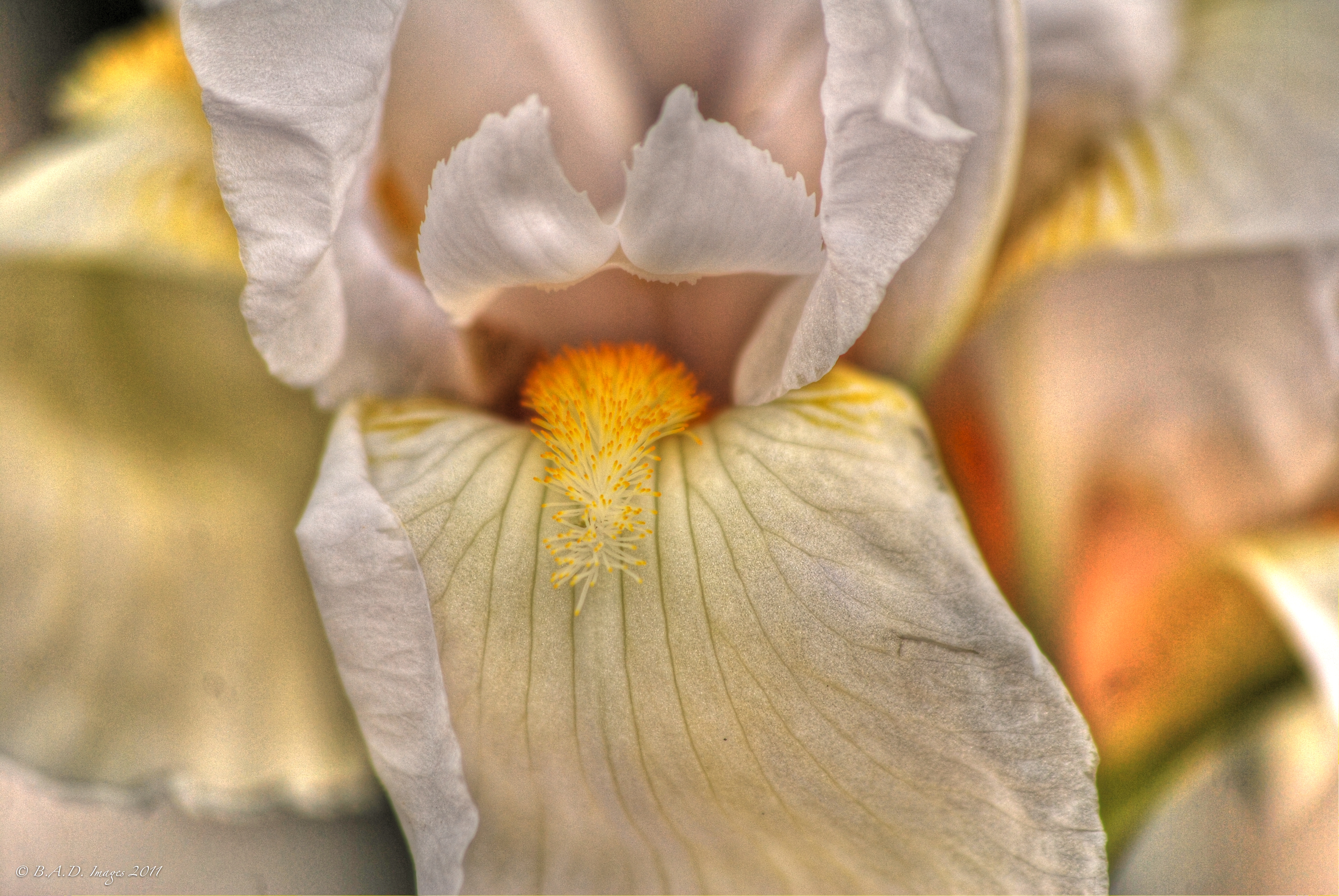 White Iris