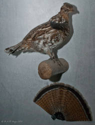 Bonasa umbellas (Ruffed Grouse)