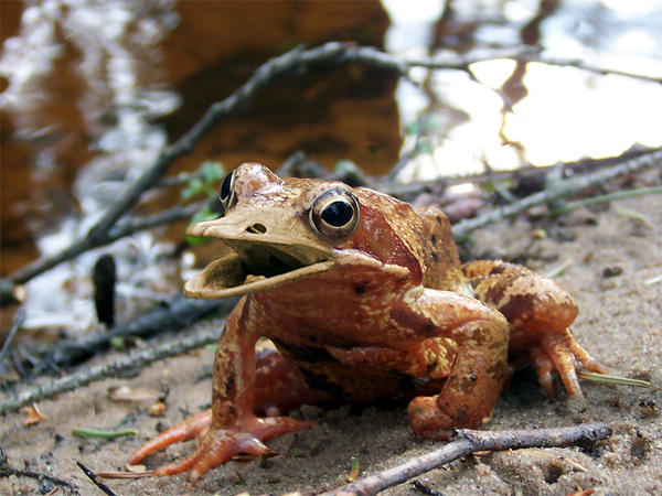 Frog