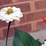 Red, White and Flowers