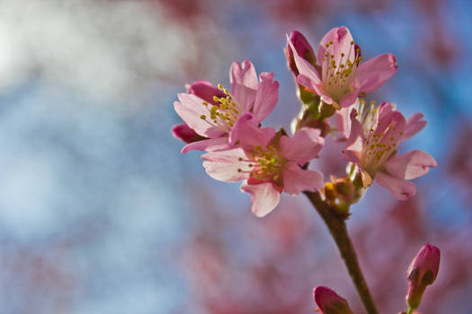 Spring Blossoms