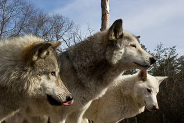 Howling Woods