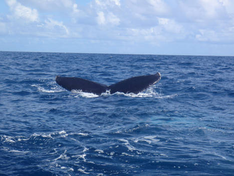 Whale Fluke