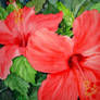 Hibiscus