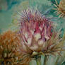 Thistles 2