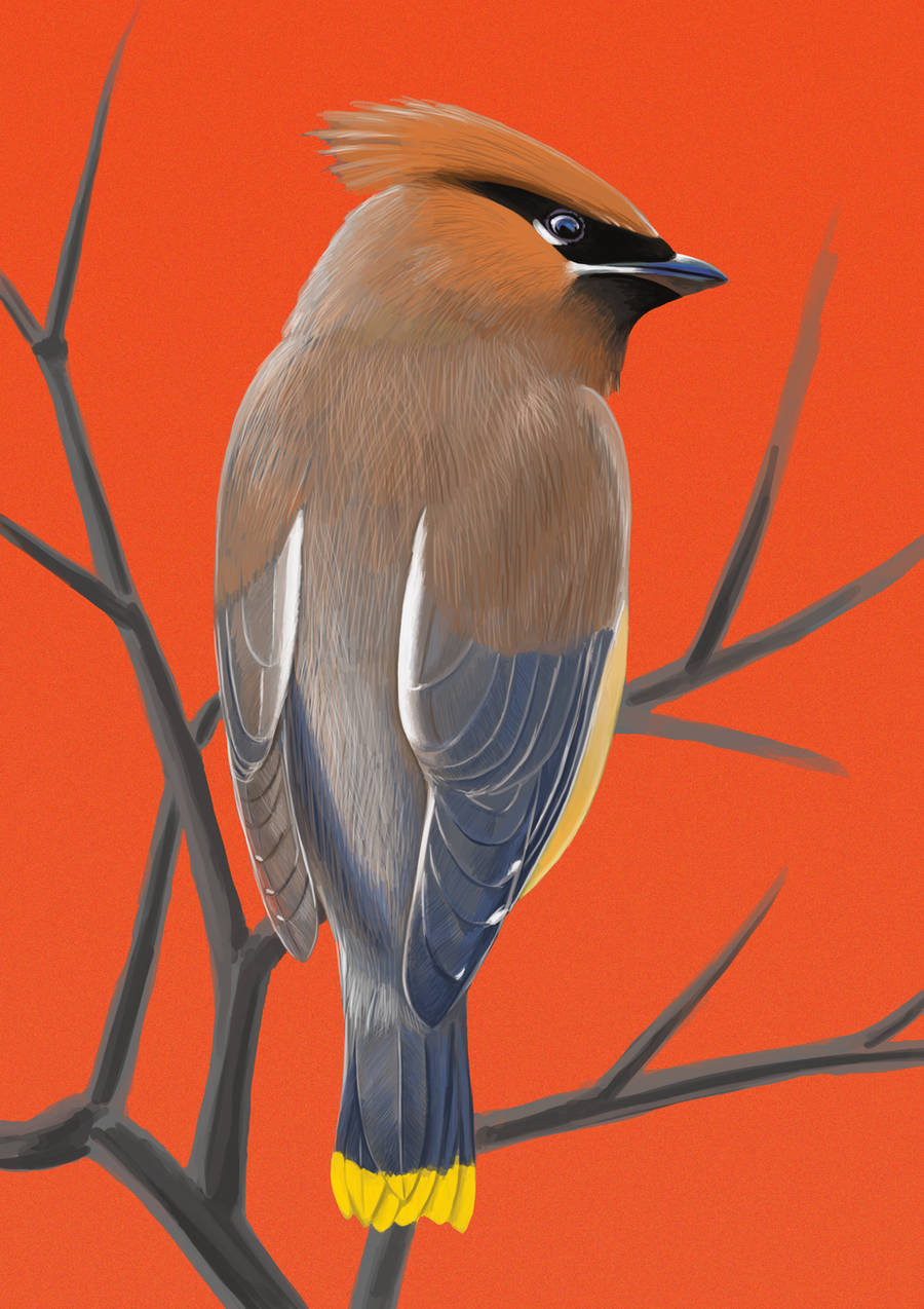 Cedar Waxwing - Orange by MissMondayMorning