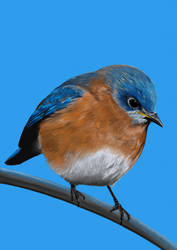 Eastern Bluebird