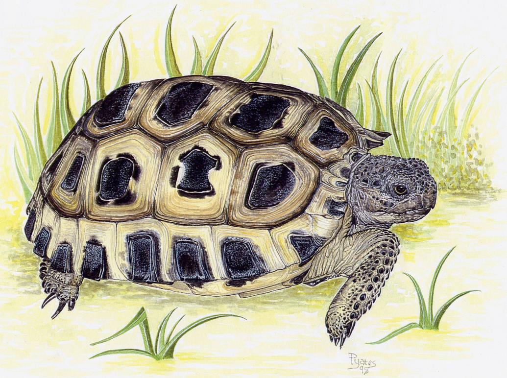 A Tortoise