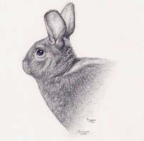 A Rabbit