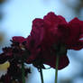 Red Rose