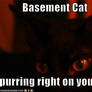 Basement Cat