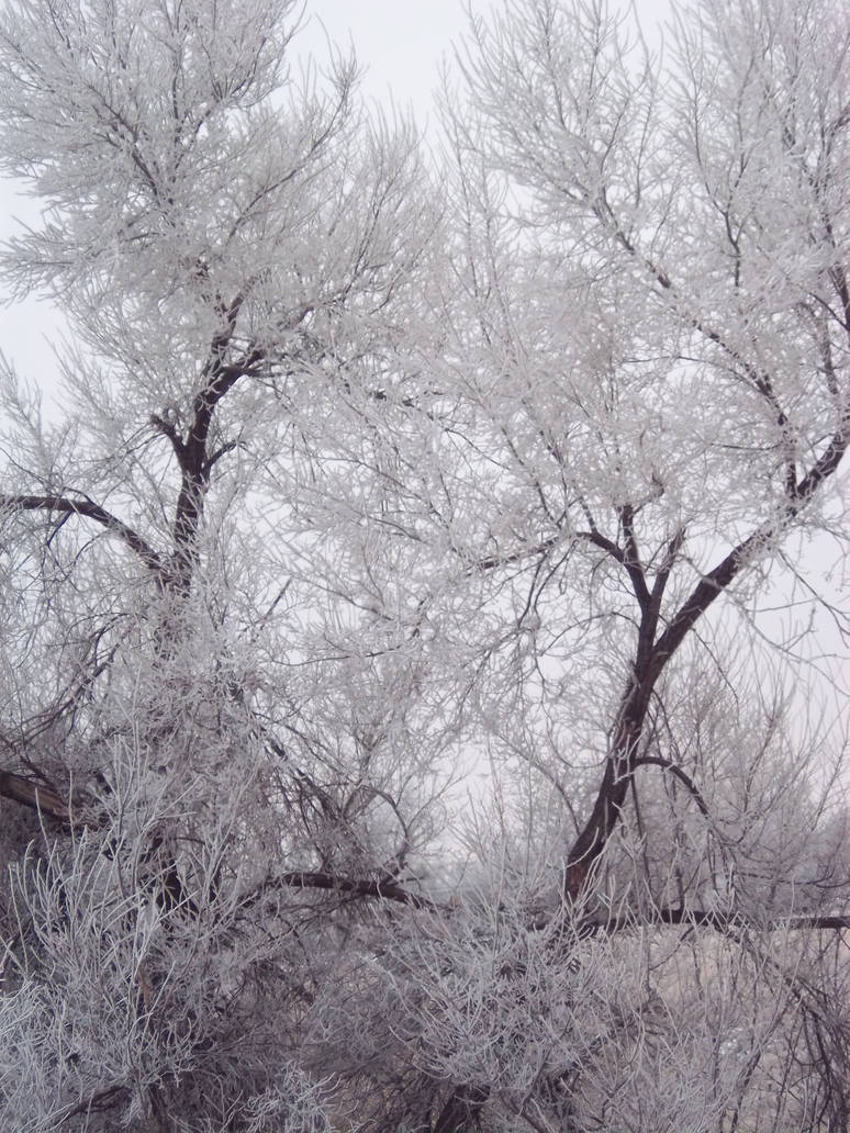 Frost trees