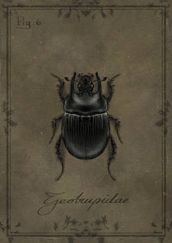 Fig.6 - Geotrupidae