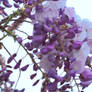 Wisteria Bloom