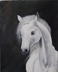 white horse