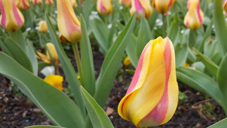 Tulips from Loughton, London