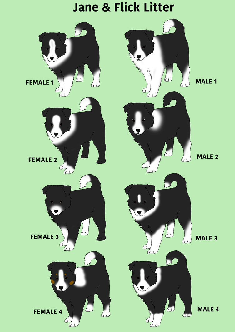 BSK Border Collie Jane X Flick litter - SOLD