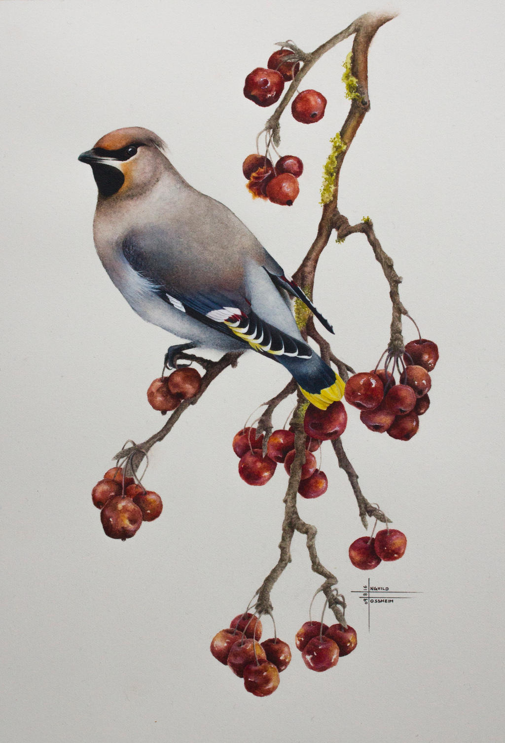 Bohemian waxwing