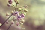 Purple by DeMeter4