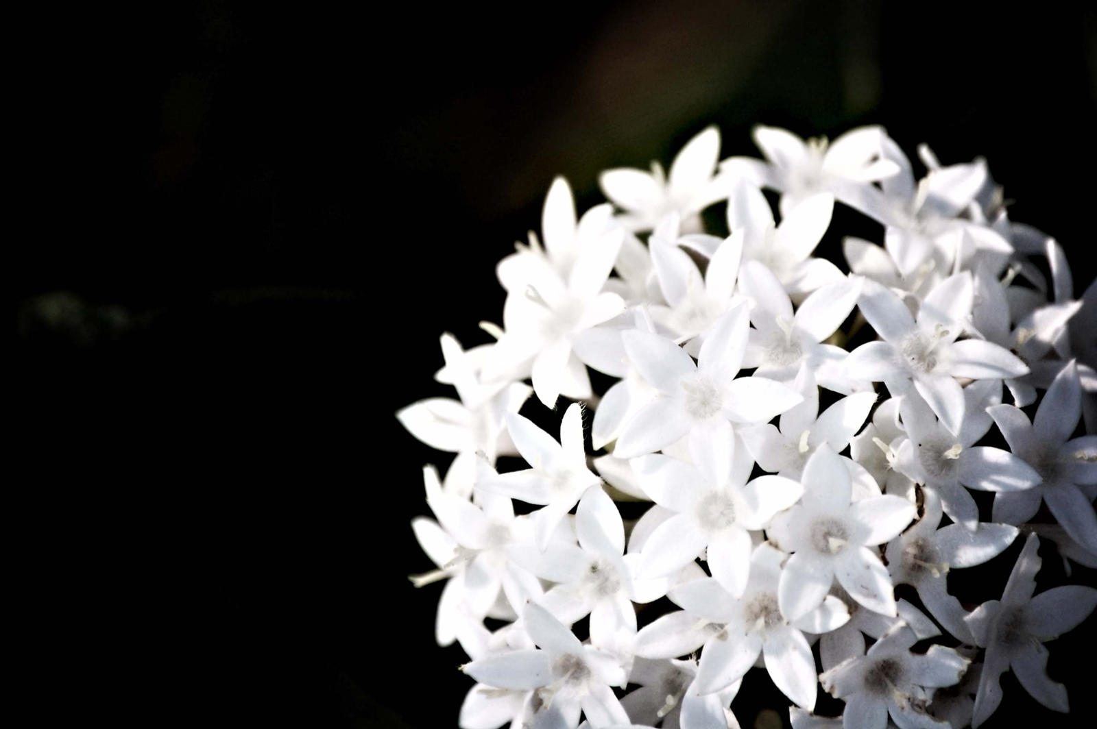 Poignance by prokaryotes on DeviantArt