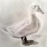 Duck Drawing..!!