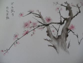 cherry blossom