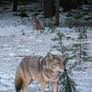 Coyote Pair - Yosemite