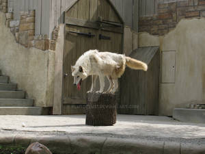 Log Hopping Wolf