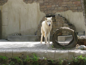 Arctic Wolf