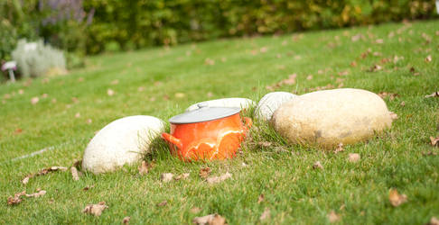 pot in green field