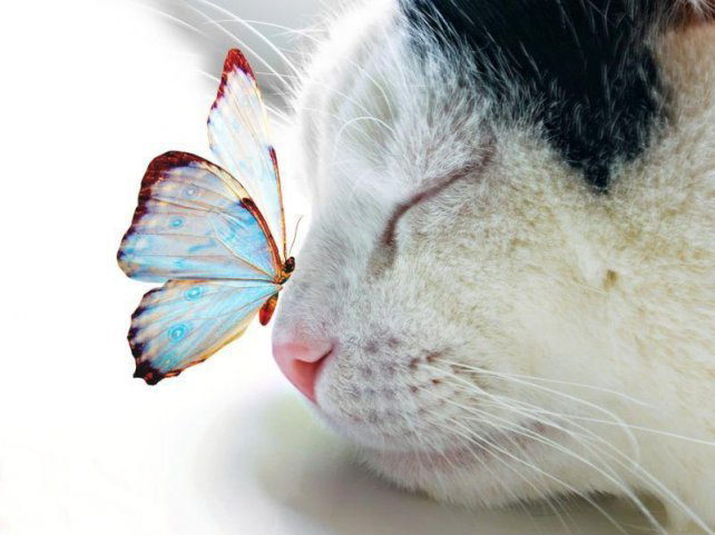 Lovely Cat and sweet butterfly