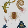 Devonian Creatures