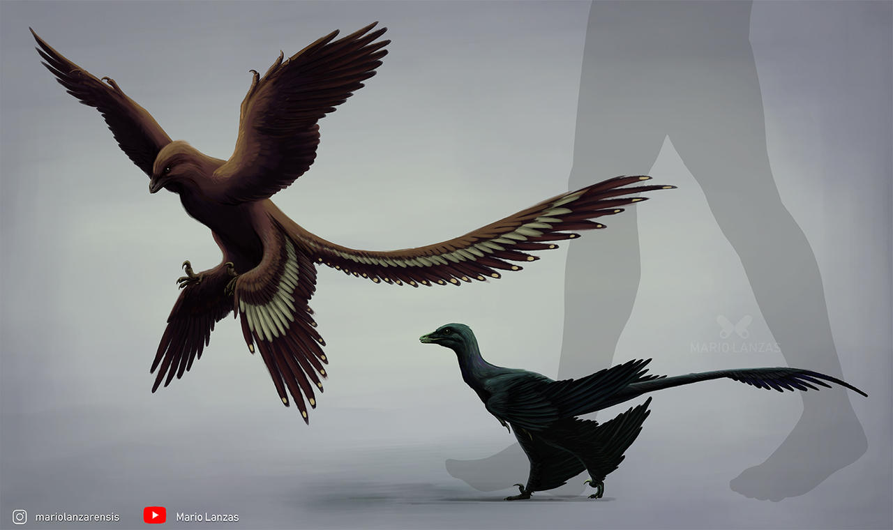 Changu Raptor Microraptor and Changyuraptor by MarioLanzas on DeviantArt