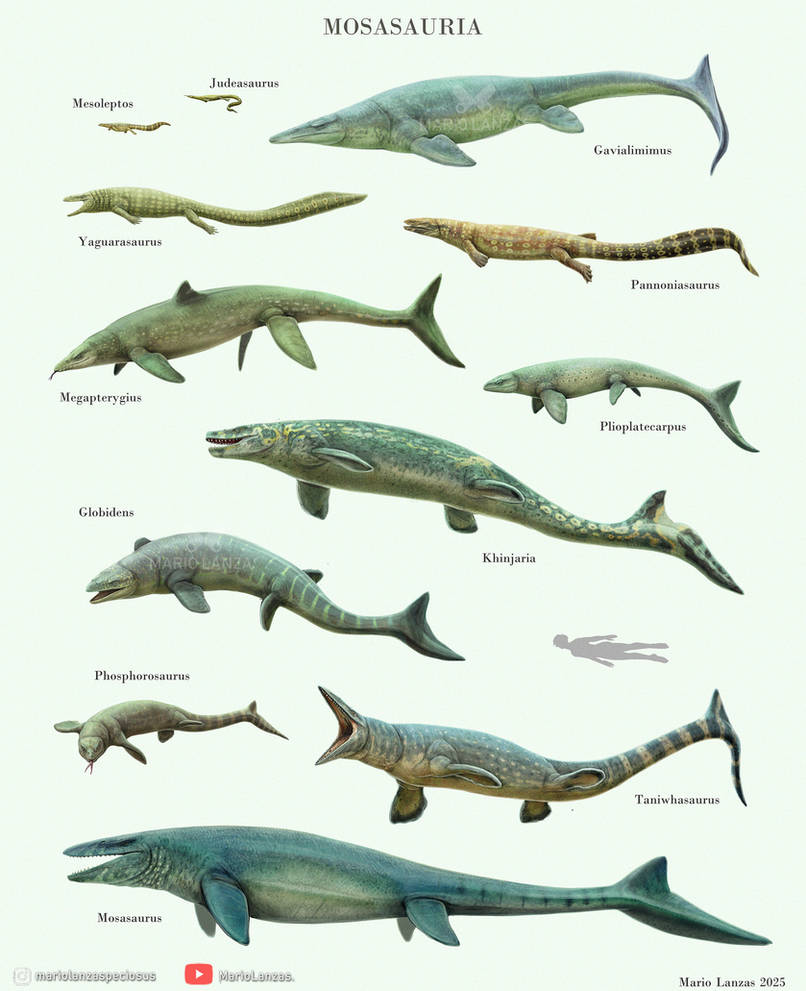 Mosasaurus Classification Essay MOSASAURIA by MarioLanzas on DeviantArt