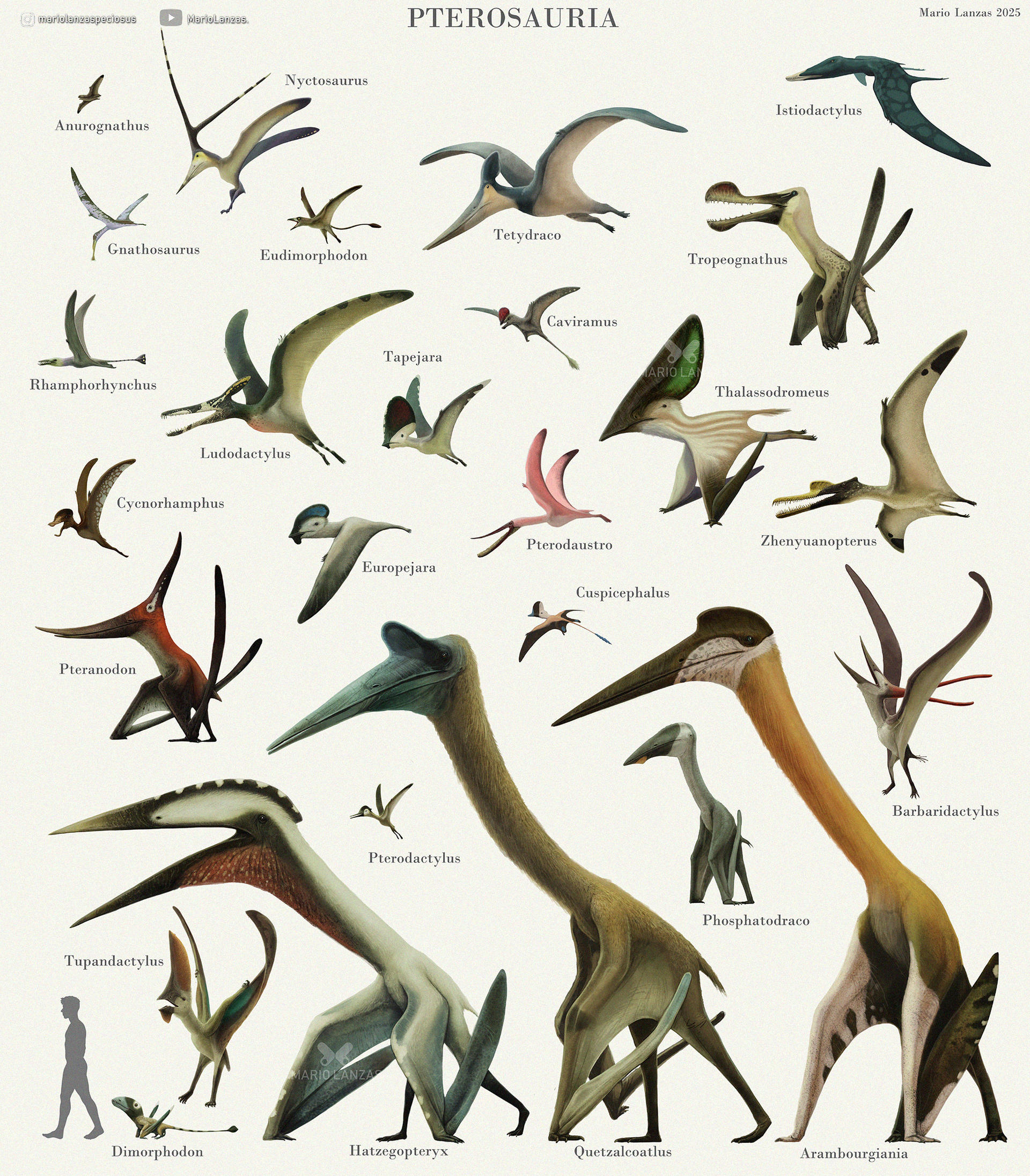 PTEROSAURIA by MarioLanzas on DeviantArt