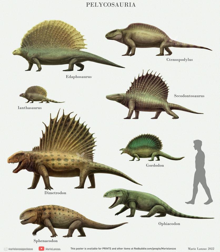 PELYCOSAURIA early Synapsids By MarioLanzas On DeviantArt pelycosauria-early-synapsids-by-mariolanzas-on-deviantart