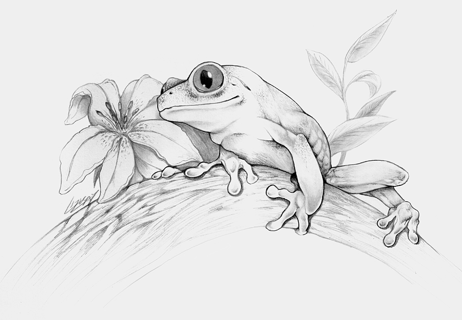 Tree Frog Drawigs Realistic Tree Frog Drawings Green Tree Frog Art Print โ Kate