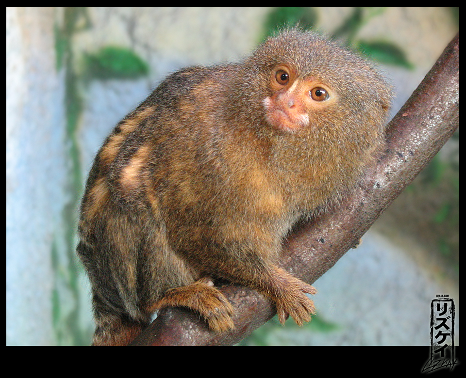 Pygmy Marmoset