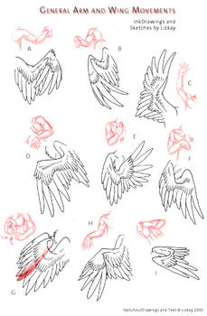 Wing-Movement Sheet 2