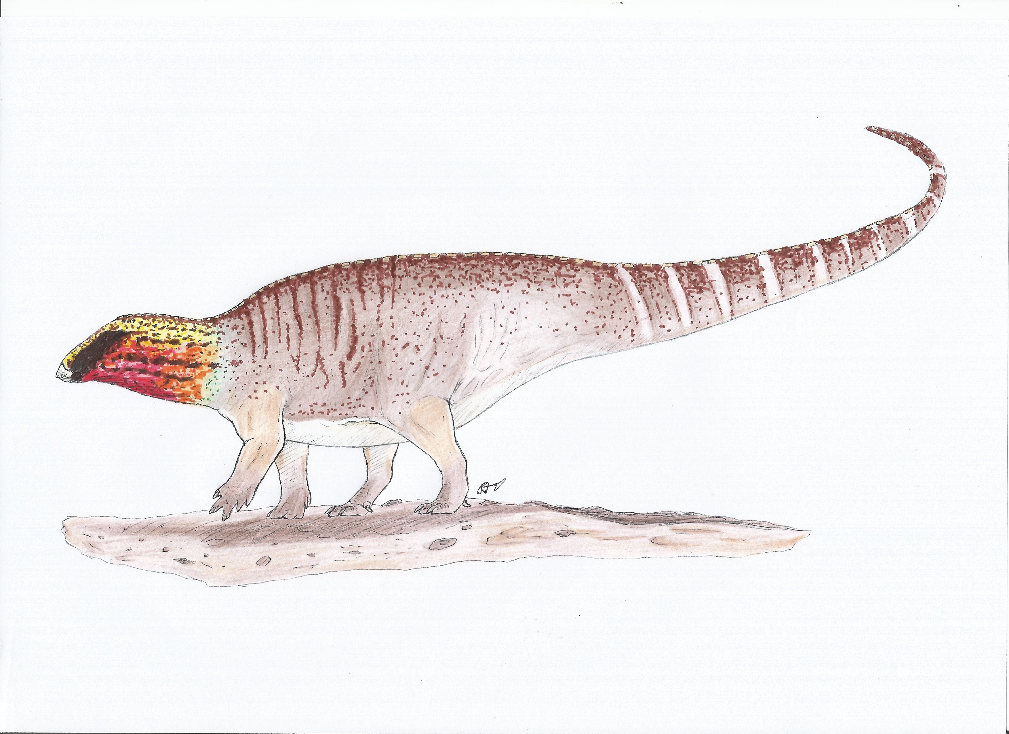 Male Tenontosaurus sp. (RubyRanch/Mussentuchit)