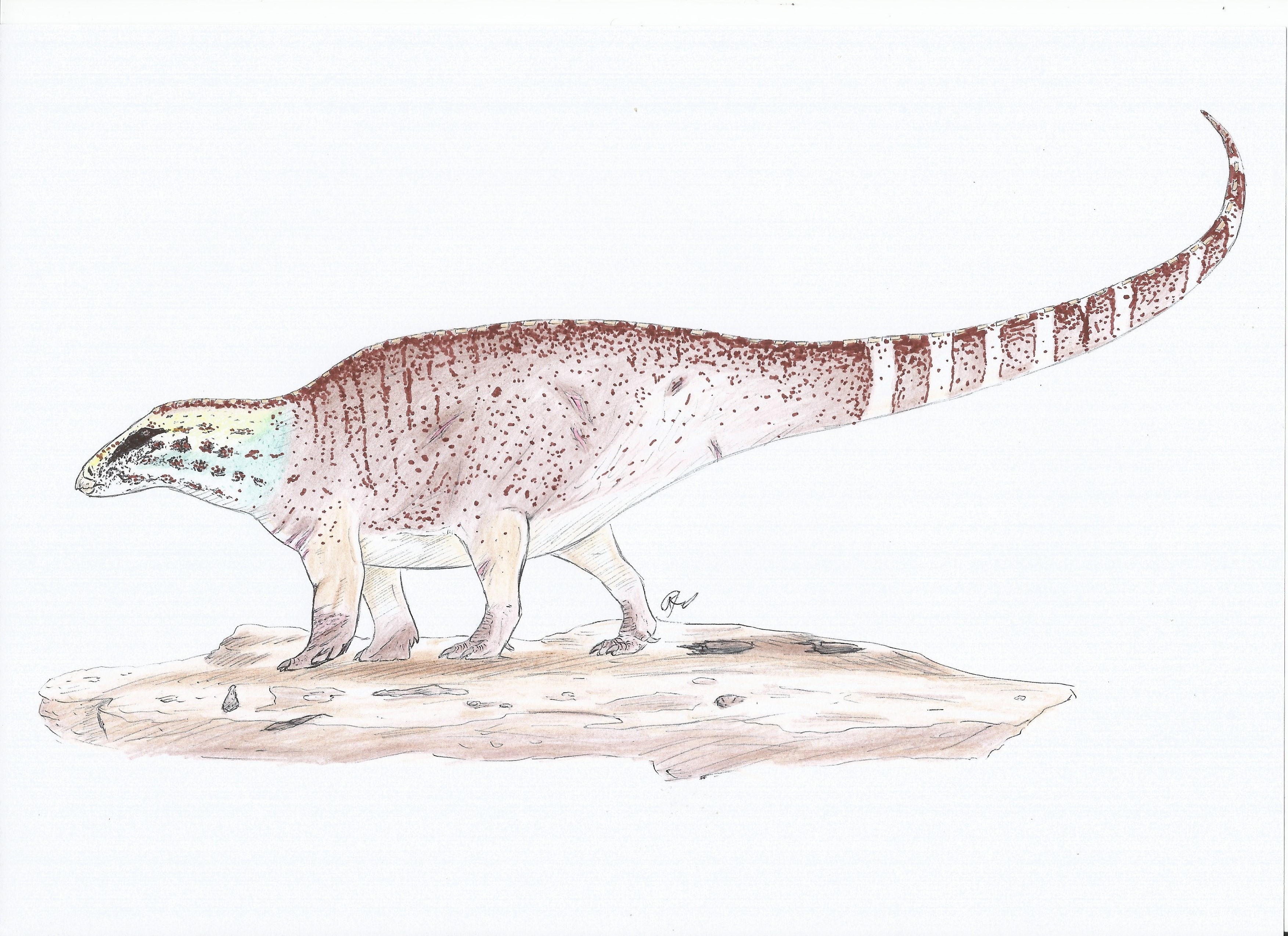 Female Tenontosaurus sp. (RubyRanch/Mussentuchit)