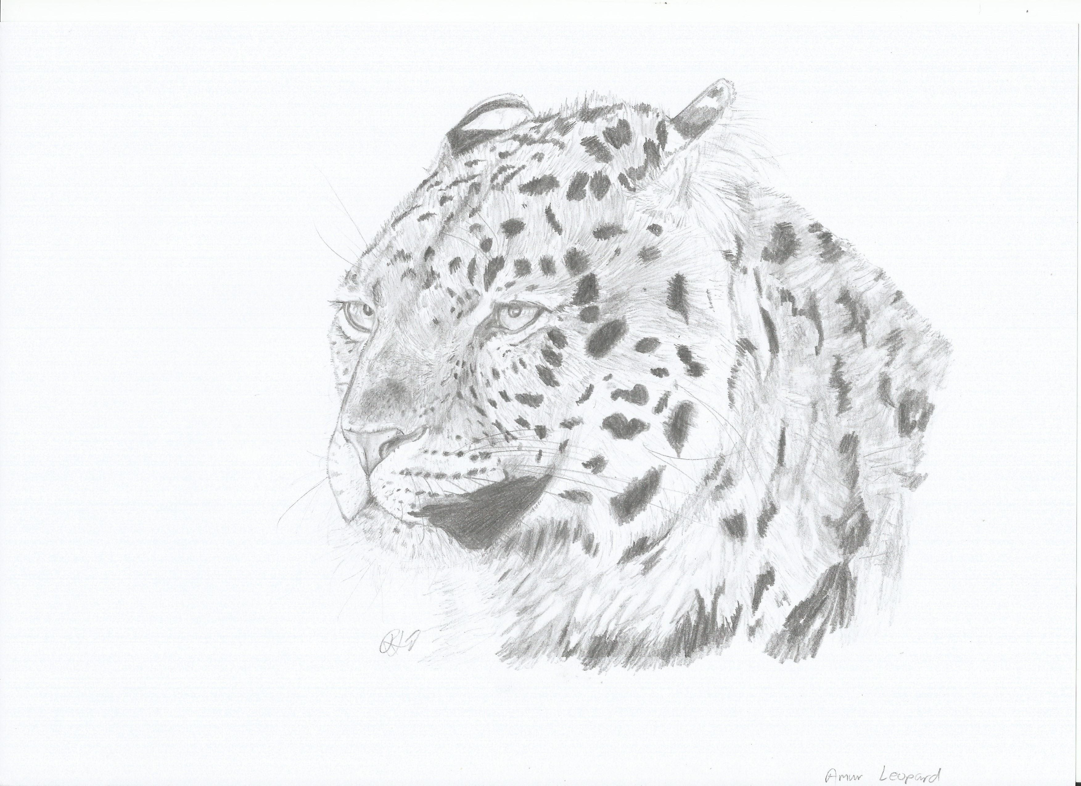 Amur Leopard