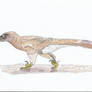 Deinonychus -Indeterminate- (MussentuchitMember)